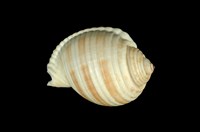 藏品(褐帶鶉螺)的圖片